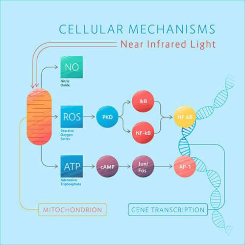 Photobiomodulation 101