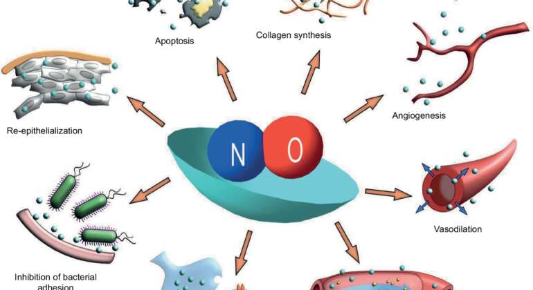 Nitric Oxide - the King of Gasotransmitters