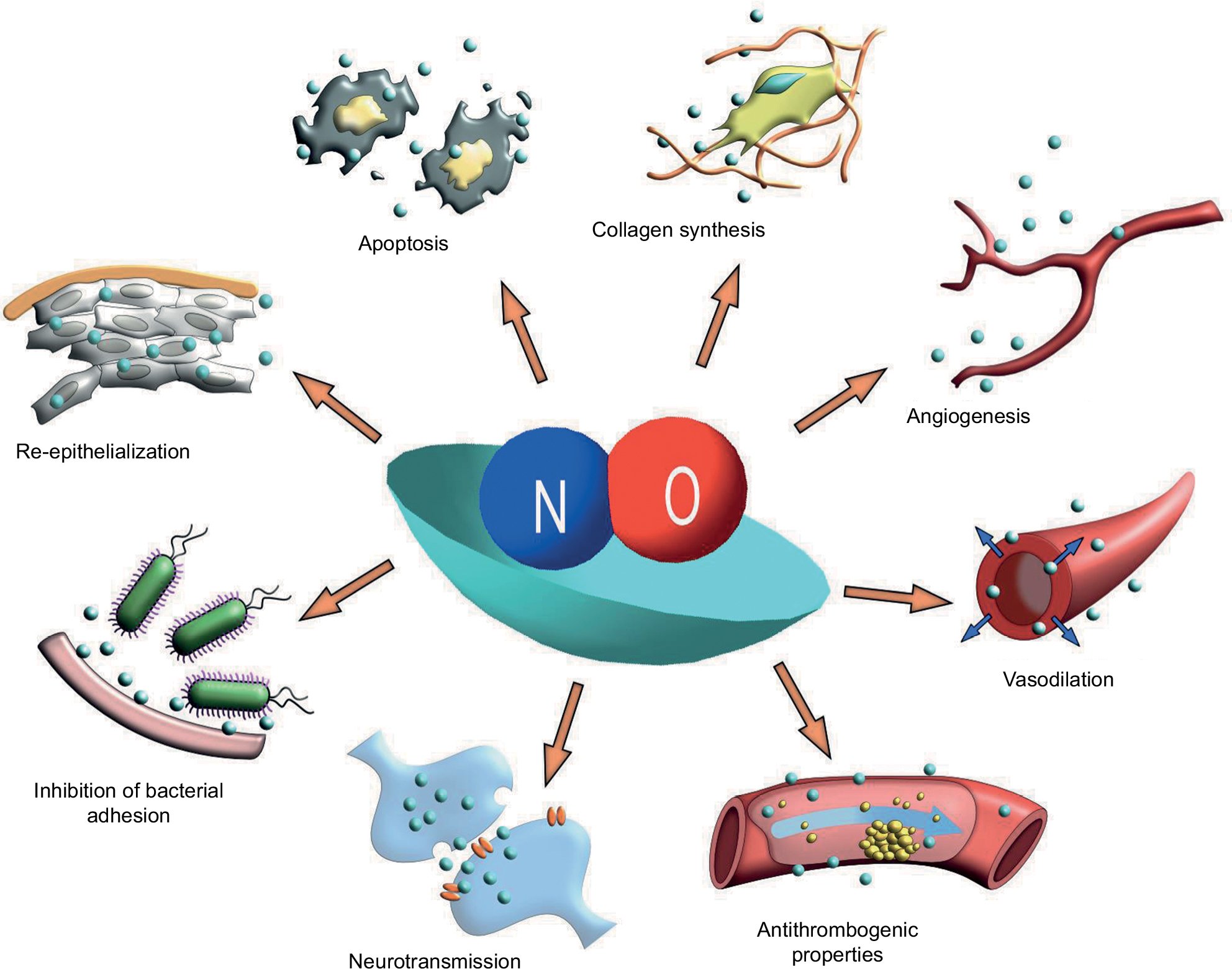 Nitric Oxide - the King of Gasotransmitters