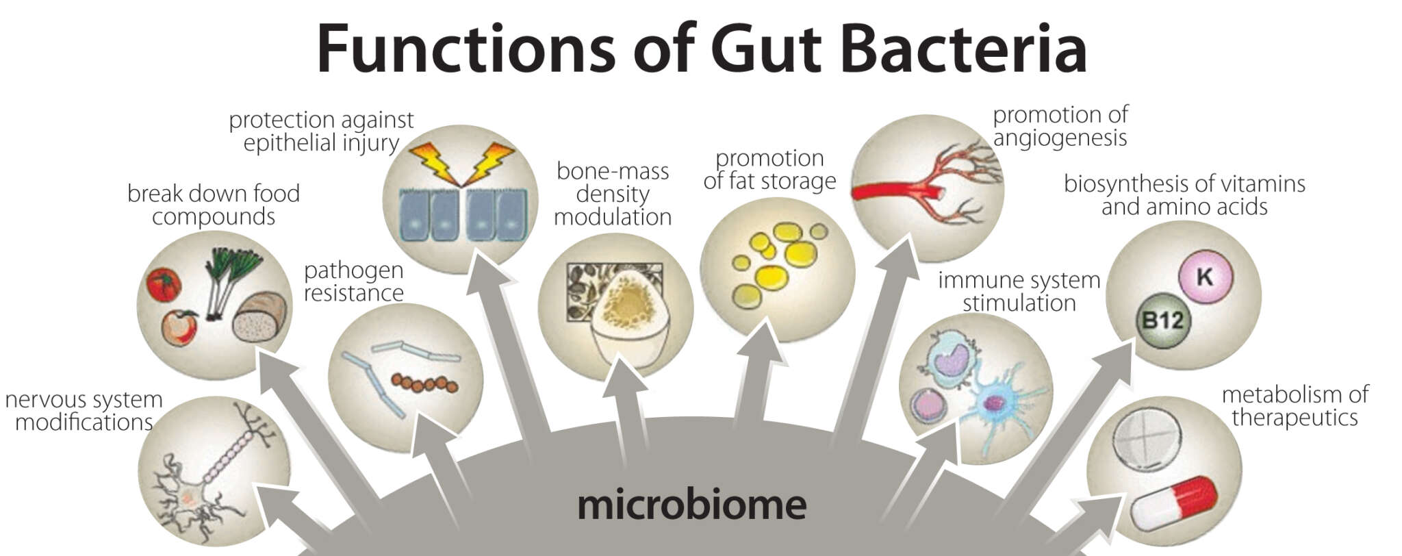Nitric Oxide, the Gut Microbiome & Dysbiosis Dr. Kim M. Filkins