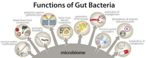 Nitric Oxide, the Gut Microbiome & Dysbiosis