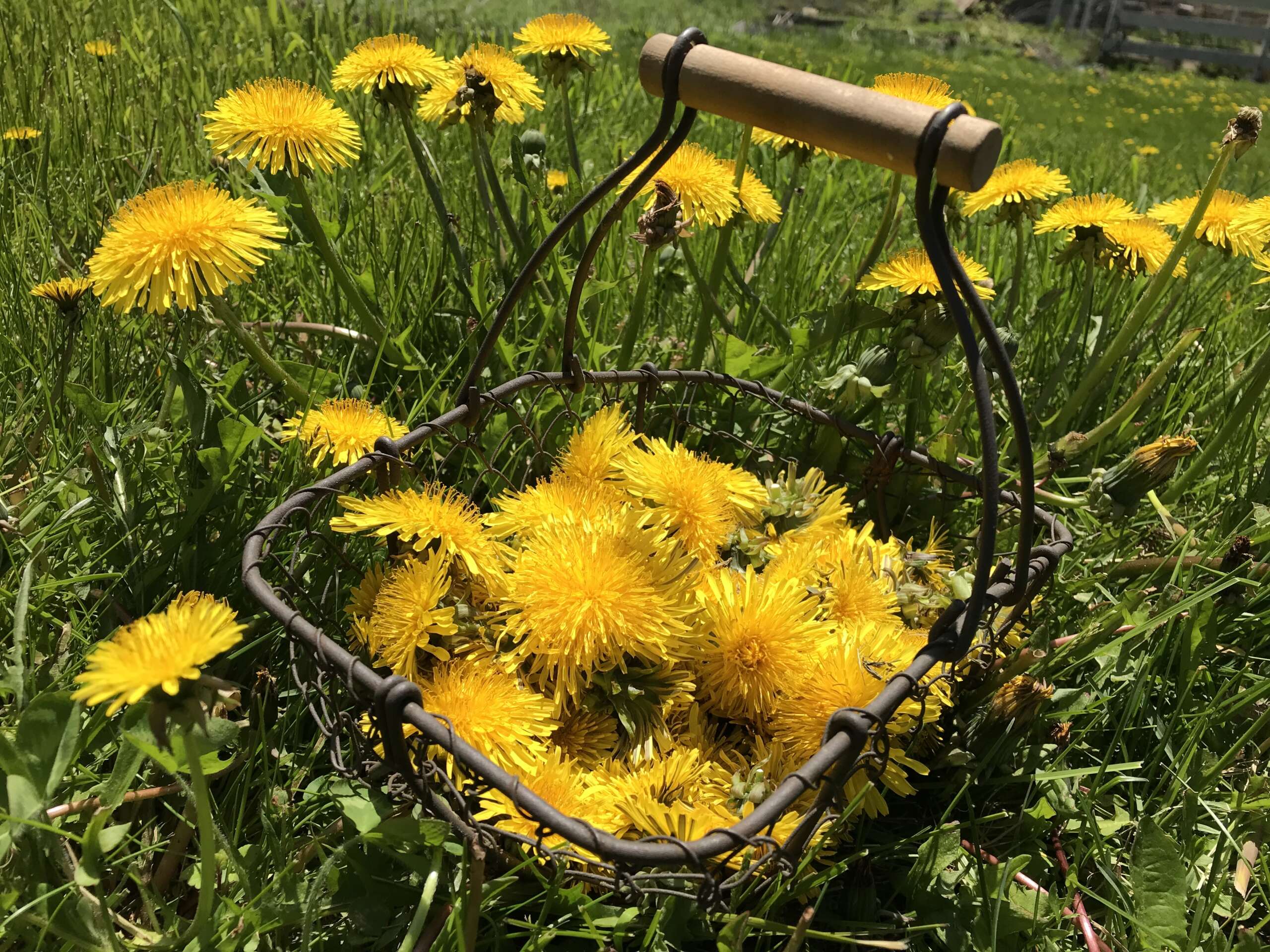 Pu Gong Ying aka Dandelion